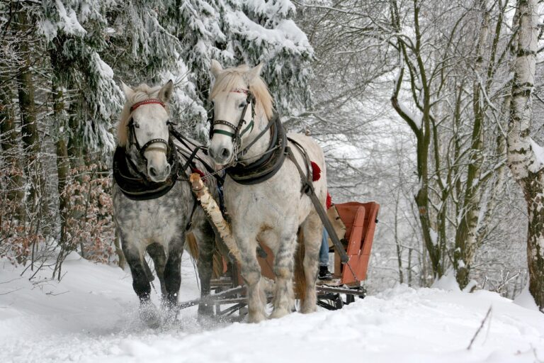 Sleigh - Returning from the Holidays